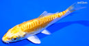 4.75" DOITSU LEMON HARIWAKE