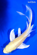 6.5" YAMABUKI OGON BUTTERFLY