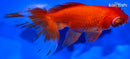 5" TELESCOPE FANTAIL GOLDFISH
