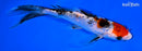 6.75" GINRIN SANKE BUTTERFLY