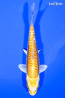 4.75" DOITSU LEMON HARIWAKE