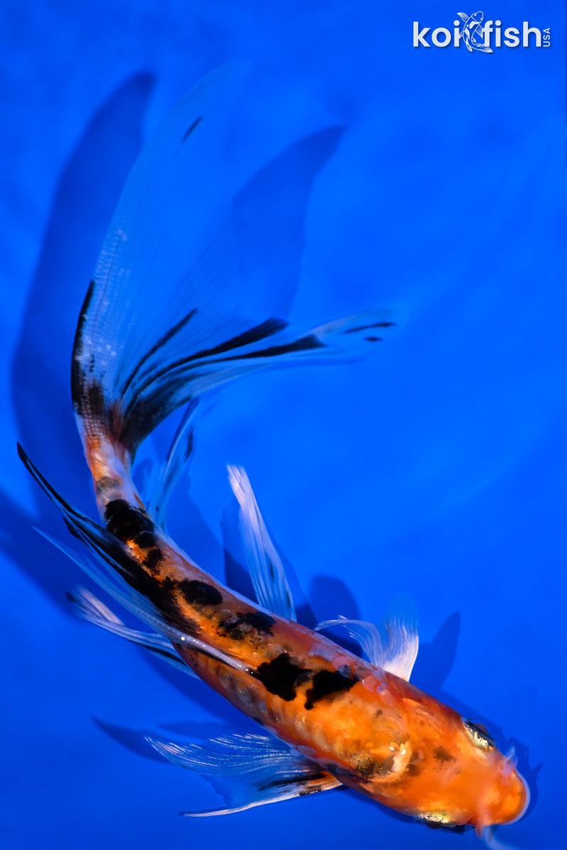 6.5" HEISEI NISHIKI BUTTERFLY