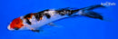 6.75" GINRIN SANKE BUTTERFLY
