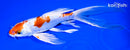 8" KIKUSUI BUTTERFLY
