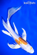 9.5" KIKUSUI BUTTERFLY