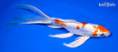 8" KIKUSUI BUTTERFLY