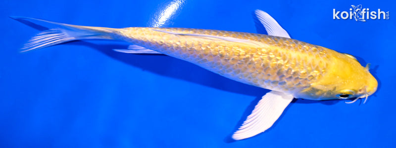 5.75" GINRIN YAMABUKI OGON BUTTERFLY