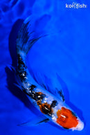 6.75" GINRIN SANKE BUTTERFLY