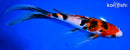 10" SANKE BUTTERFLY