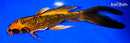 8" ORENJI MATSUBA BUTTERFLY