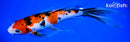 10" SANKE BUTTERFLY