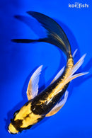 6.75" DOITSU KI MATSUBA BUTTERFLY