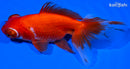 5" TELESCOPE FANTAIL GOLDFISH