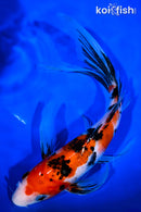 10" SANKE BUTTERFLY