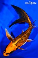 8" ORENJI MATSUBA BUTTERFLY