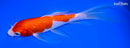 7" GINRIN KOHAKU BUTTERFLY