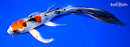 8.75" YAMATO NISHIKI BUTTERFLY