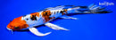 10" HEISEI NISHIKI BUTTERFLY