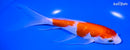 7" GINRIN KOHAKU BUTTERFLY