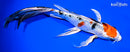 8.75" YAMATO NISHIKI BUTTERFLY