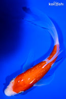 7" GINRIN KOHAKU BUTTERFLY