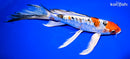 10" HEISEI NISHIKI BUTTERFLY