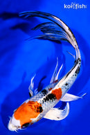 8.75" YAMATO NISHIKI BUTTERFLY