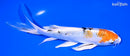 7" YAMATO NISHIKI BUTTERFLY