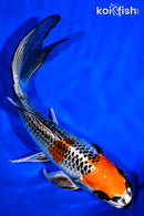 8" KUJAKU BUTTERFLY