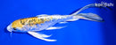 8.25" ARAGOKE KIN KIKOKURYU BUTTERFLY