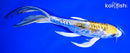 8.25" ARAGOKE KIN KIKOKURYU BUTTERFLY