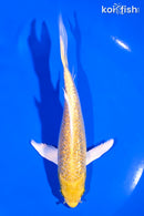 5.75" GINRIN YAMABUKI OGON BUTTERFLY