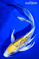8.25" ARAGOKE KIN KIKOKURYU BUTTERFLY