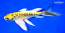 8.25" KIN KIKOKURYU BUTTERFLY