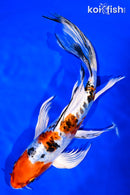 10" HEISEI NISHIKI BUTTERFLY
