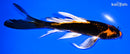 7" KABUTO BUTTERFLY