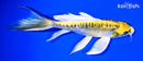 8.25" KIN KIKOKURYU BUTTERFLY