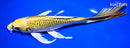 9.75" KIN KI MATSUBA BUTTERFLY