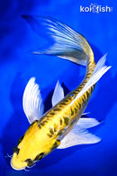 8.25" KIN KIKOKURYU BUTTERFLY