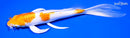 7.25" HARIWAKE BUTTERFLY