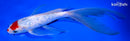 9.25" GINRIN KOHAKU BUTTERFLY