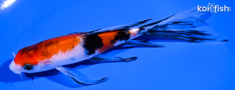 5.5" SANKE BUTTERFLY