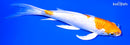 7.25" HARIWAKE BUTTERFLY