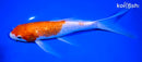 9" GINRIN KOHAKU BUTTERFLY