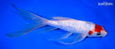 9.25" GINRIN KOHAKU BUTTERFLY