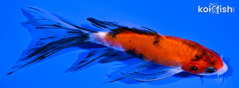 5.5" SANKE BUTTERFLY