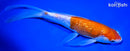 9" GINRIN KOHAKU BUTTERFLY