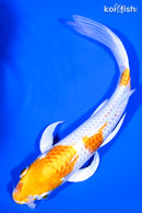 7.25" HARIWAKE BUTTERFLY