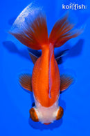 4.75" KUCHIBENI TELESCOPE FANTAIL GOLDFISH