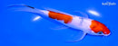 7.25" SANKE BUTTERFLY